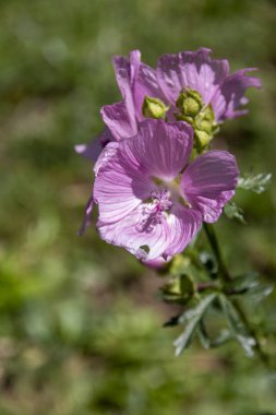 Pollino Milli Parkı İtalya Basilicata bölgesinde florası
