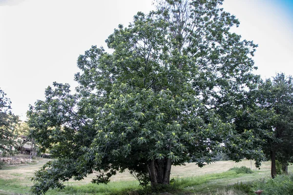 Castagno Isolato Campo — Foto Stock