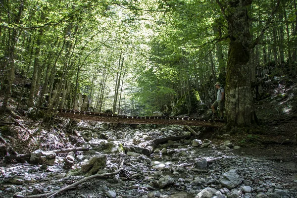 Stream Beechwood Národního Parku Pollino — Stock fotografie