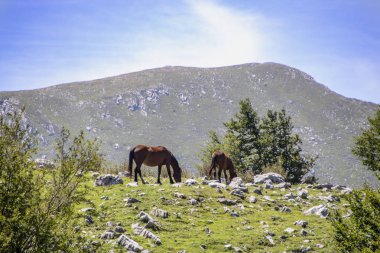 Pollino Milli Parkı, Basilicata ve Calabria, İtalyan bölgeleri ve ücretsiz atlar bir grup geniş doğal bir rezerv peyzaj