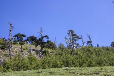 Bosna çamı veya Pinus Leucodermis 'in yaşadığı Pollino Ulusal Parkı' ndaki Tanrıların Bahçesi, Basilicata, İtalya