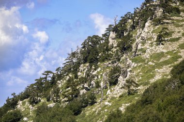 Bosna çamı veya Pinus Leucodermis 'in yaşadığı Pollino Ulusal Parkı' ndaki Tanrıların Bahçesi, Basilicata, İtalya