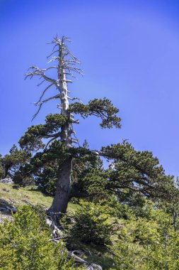 Bosna çamı veya Pinus Leucodermis 'in yaşadığı Pollino Ulusal Parkı' ndaki Tanrıların Bahçesi, Basilicata, İtalya