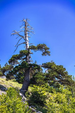 Bosna çamı veya Pinus Leucodermis 'in yaşadığı Pollino Ulusal Parkı' ndaki Tanrıların Bahçesi, Basilicata, İtalya