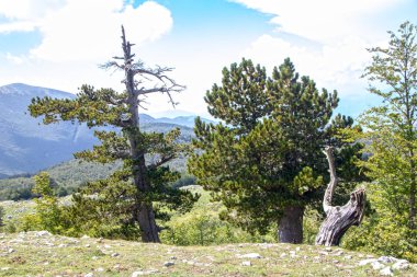 Bosna çamı veya Pinus Leucodermis 'in yaşadığı Pollino Ulusal Parkı' ndaki Tanrıların Bahçesi, Basilicata, İtalya