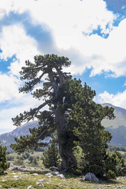 Bosna çamı veya Pinus Leucodermis 'in yaşadığı Pollino Ulusal Parkı' ndaki Tanrıların Bahçesi, Basilicata, İtalya