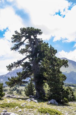Bosna çamı veya Pinus Leucodermis 'in yaşadığı Pollino Ulusal Parkı' ndaki Tanrıların Bahçesi, Basilicata, İtalya