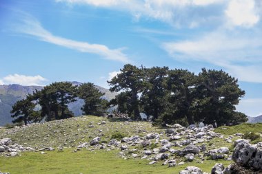 Bosna çamı veya Pinus Leucodermis 'in yaşadığı Pollino Ulusal Parkı' ndaki Tanrıların Bahçesi, Basilicata, İtalya