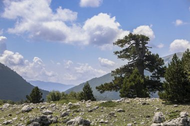 Bosna çamı veya Pinus Leucodermis 'in yaşadığı Pollino Ulusal Parkı' ndaki Tanrıların Bahçesi, Basilicata, İtalya