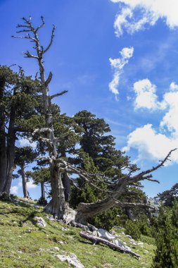 Bosna çamı veya Pinus Leucodermis 'in yaşadığı Pollino Ulusal Parkı' ndaki Tanrıların Bahçesi, Basilicata, İtalya