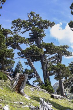 Bosna çamı veya Pinus Leucodermis 'in yaşadığı Pollino Ulusal Parkı' ndaki Tanrıların Bahçesi, Basilicata, İtalya