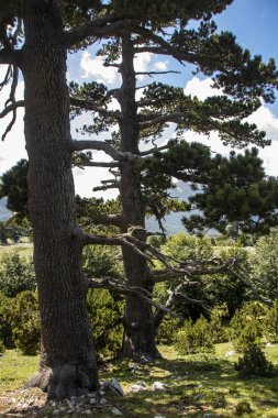 Bosna çamı veya Pinus Leucodermis 'in yaşadığı Pollino Ulusal Parkı' ndaki Tanrıların Bahçesi, Basilicata, İtalya