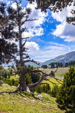 Bosna çamı veya Pinus Leucodermis 'in yaşadığı Pollino Ulusal Parkı' ndaki Tanrıların Bahçesi, Basilicata, İtalya