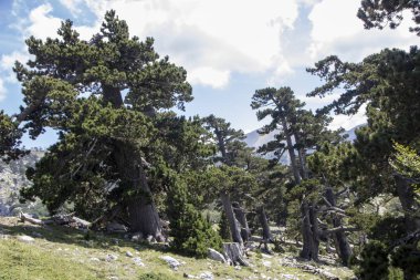 Bosna çamı veya Pinus Leucodermis 'in yaşadığı Pollino Ulusal Parkı' ndaki Tanrıların Bahçesi, Basilicata, İtalya