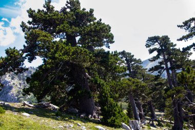 Bosna çamı veya Pinus Leucodermis 'in yaşadığı Pollino Ulusal Parkı' ndaki Tanrıların Bahçesi, Basilicata, İtalya