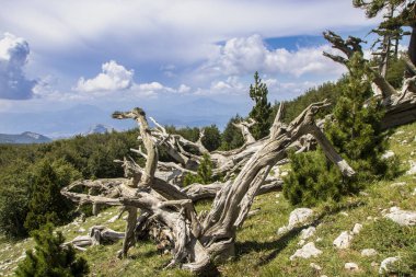 Bosna çamı veya Pinus Leucodermis 'in yaşadığı Pollino Ulusal Parkı' ndaki Tanrıların Bahçesi, Basilicata, İtalya