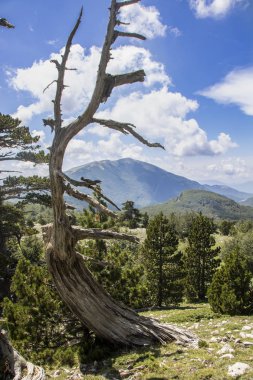 Bosna çamı veya Pinus Leucodermis 'in yaşadığı Pollino Ulusal Parkı' ndaki Tanrıların Bahçesi, Basilicata, İtalya
