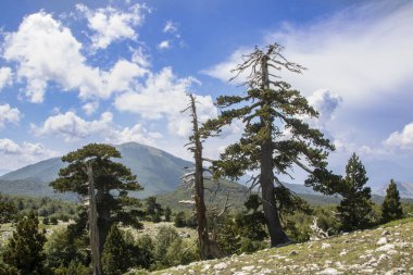 Bosna çamı veya Pinus Leucodermis 'in yaşadığı Pollino Ulusal Parkı' ndaki Tanrıların Bahçesi, Basilicata, İtalya