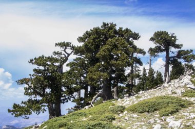 Bosna çamı veya Pinus Leucodermis 'in yaşadığı Pollino Ulusal Parkı' ndaki Tanrıların Bahçesi, Basilicata, İtalya