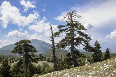 Bosna çamı veya Pinus Leucodermis 'in yaşadığı Pollino Ulusal Parkı' ndaki Tanrıların Bahçesi, Basilicata, İtalya