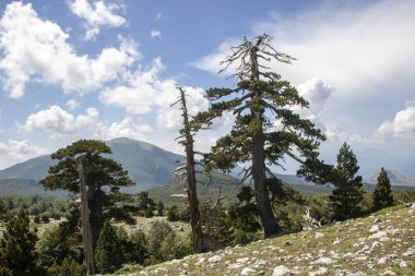 Bosna çamı veya Pinus Leucodermis 'in yaşadığı Pollino Ulusal Parkı' ndaki Tanrıların Bahçesi, Basilicata, İtalya