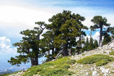 Bosna çamı veya Pinus Leucodermis 'in yaşadığı Pollino Ulusal Parkı' ndaki Tanrıların Bahçesi, Basilicata, İtalya