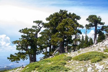 So called Garden of Gods in Pollino National park, where  the Bosnian pine, or Pinus Leucodermis lives, Basilicata , Italy clipart