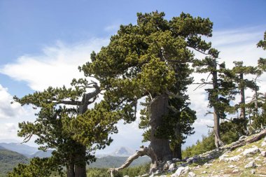 Bosna çamı veya Pinus Leucodermis 'in yaşadığı Pollino Ulusal Parkı' ndaki Tanrıların Bahçesi, Basilicata, İtalya
