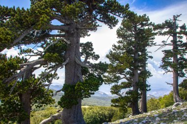 Bosna çamı veya Pinus Leucodermis 'in yaşadığı Pollino Ulusal Parkı' ndaki Tanrıların Bahçesi, Basilicata, İtalya