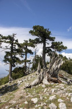 Bosna çamı veya Pinus Leucodermis 'in yaşadığı Pollino Ulusal Parkı' ndaki Tanrıların Bahçesi, Basilicata, İtalya