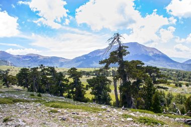 Bosna çamı veya Pinus Leucodermis 'in yaşadığı Pollino Ulusal Parkı' ndaki Tanrıların Bahçesi, Basilicata, İtalya