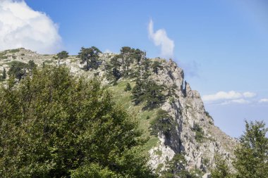 Bosna çamı veya Pinus Leucodermis 'in yaşadığı Pollino Ulusal Parkı' ndaki Tanrıların Bahçesi, Basilicata, İtalya