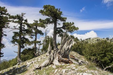 Bosna çamı veya Pinus Leucodermis 'in yaşadığı Pollino Ulusal Parkı' ndaki Tanrıların Bahçesi, Basilicata, İtalya