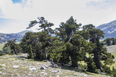 Bosna çamı veya Pinus Leucodermis 'in yaşadığı Pollino Ulusal Parkı' ndaki Tanrıların Bahçesi, Basilicata, İtalya
