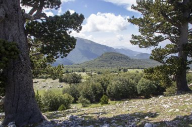 Bosna çamı veya Pinus Leucodermis 'in yaşadığı Pollino Ulusal Parkı' ndaki Tanrıların Bahçesi, Basilicata, İtalya