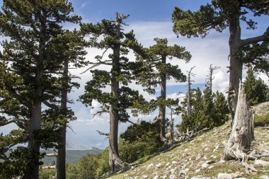Bosna çamı veya Pinus Leucodermis 'in yaşadığı Pollino Ulusal Parkı' ndaki Tanrıların Bahçesi, Basilicata, İtalya