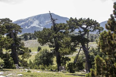 Bosna çamı veya Pinus Leucodermis 'in yaşadığı Pollino Ulusal Parkı' ndaki Tanrıların Bahçesi, Basilicata, İtalya