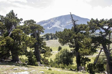 Bosna çamı veya Pinus Leucodermis 'in yaşadığı Pollino Ulusal Parkı' ndaki Tanrıların Bahçesi, Basilicata, İtalya