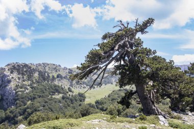 Bosna çamı veya Pinus Leucodermis 'in yaşadığı Pollino Ulusal Parkı' ndaki Tanrıların Bahçesi, Basilicata, İtalya