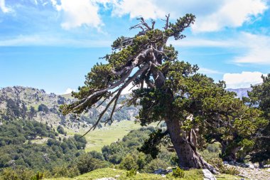 Bosna çamı veya Pinus Leucodermis 'in yaşadığı Pollino Ulusal Parkı' ndaki Tanrıların Bahçesi, Basilicata, İtalya