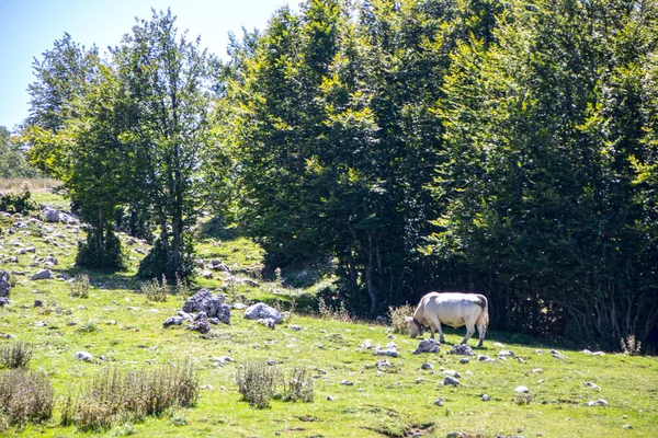 Landschaft Des Pollino Nationalparks Ein Weites Naturreservat Der Basilikata Und — Stockfoto