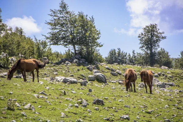 Paisaje Del Parque Nacional Del Pollino Una Amplia Reserva Natural —  Fotos de Stock