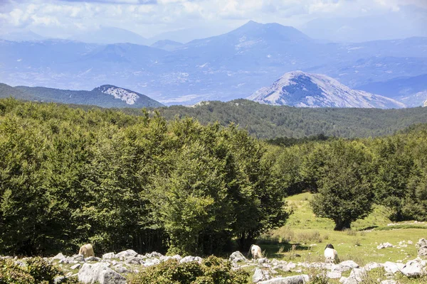 Landschaft Des Pollino Nationalparks Ein Weites Naturreservat Der Basilikata Und — Stockfoto