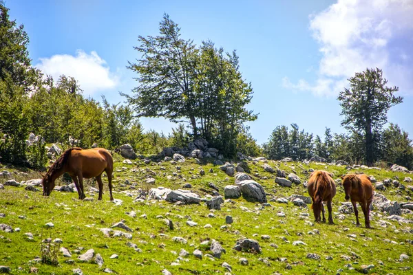 波利诺国家公园景观 在大教堂和卡拉布里亚 意大利地区广泛的自然保护区和一群免费的马 — 图库照片