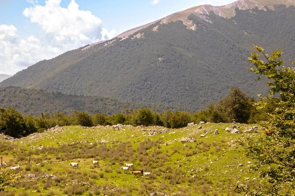 Paisagem Parque Nacional Pollino Uma Ampla Reserva Natural Basilicata Calábria — Fotografia de Stock