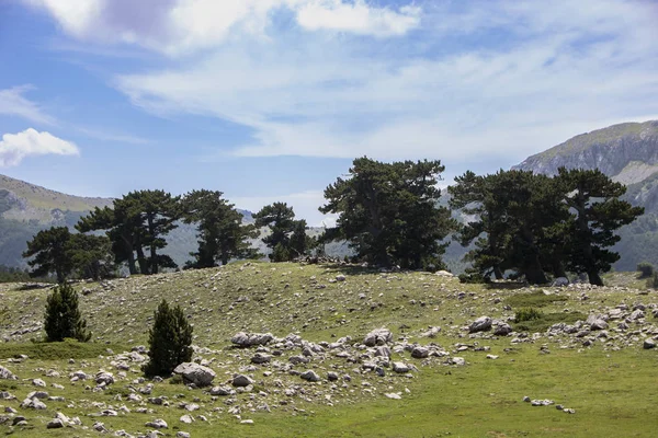 Bosna çamı veya Pinus Leucodermis 'in yaşadığı Pollino Ulusal Parkı' ndaki Tanrıların Bahçesi, Basilicata, İtalya