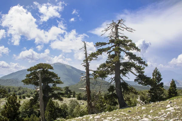 Bosna çamı veya Pinus Leucodermis 'in yaşadığı Pollino Ulusal Parkı' ndaki Tanrıların Bahçesi, Basilicata, İtalya