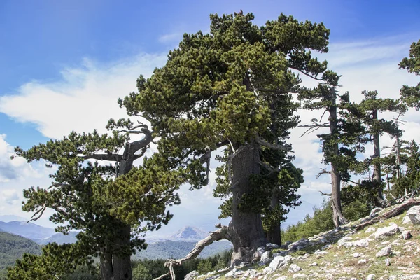 So called Garden of Gods in Pollino National park, where  the Bosnian pine, or Pinus Leucodermis lives, Basilicata , Italy