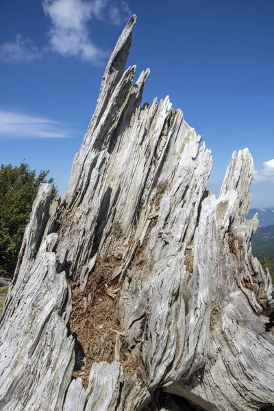 So called Garden of Gods in Pollino National park, where  the Bosnian pine, or Pinus Leucodermis lives, Basilicata , Italy