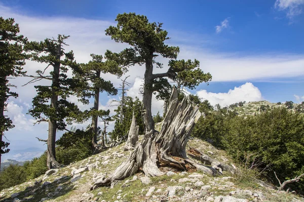 So called Garden of Gods in Pollino National park, where  the Bosnian pine, or Pinus Leucodermis lives, Basilicata , Italy